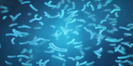 دراسة: اكتشاف بكتيريا تقضي على التلوث وتولد الكهرباء