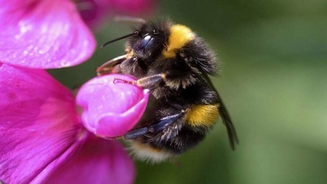 تراجع هائل في أعداد النحل يهدده بالانقراض!
