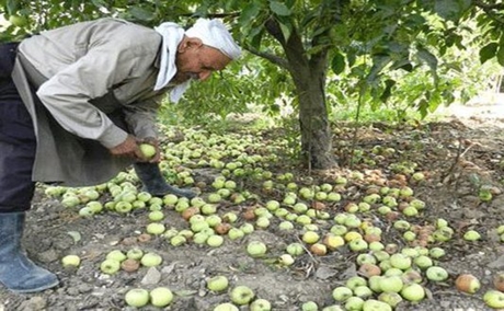 وعود الغربي باستثمار عصير الجبل تذهب أدراج الرياح وتف...