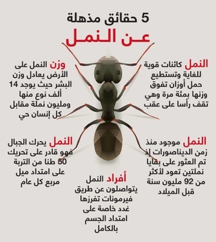 5 حقائق مذهلة عن النمل 