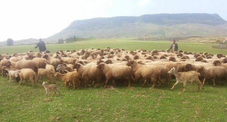 أكثر من 341 ألف تحصين وقائي للثروة الحيوانية بالسويدا...